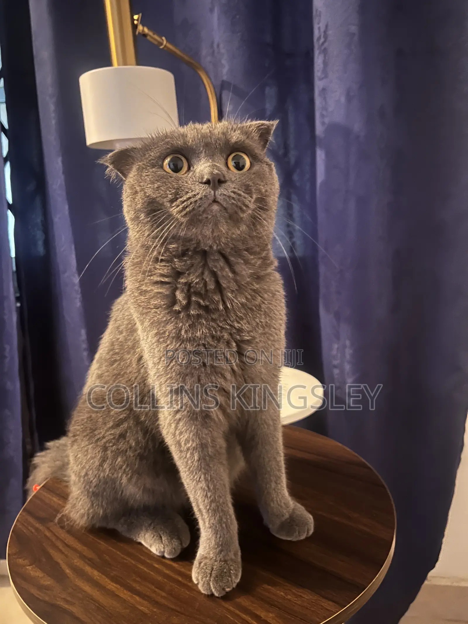6-12 months Male Purebred British Shorthair