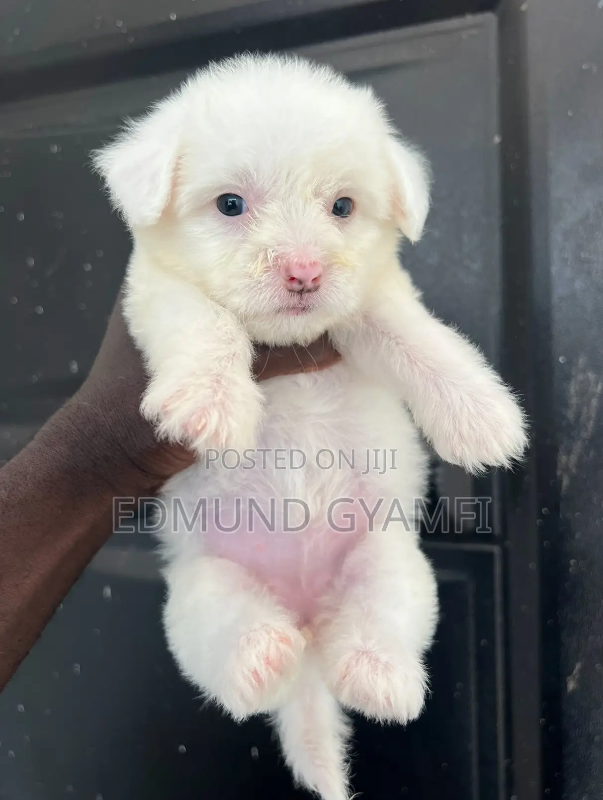 1-3 months Female Purebred Maltipoo