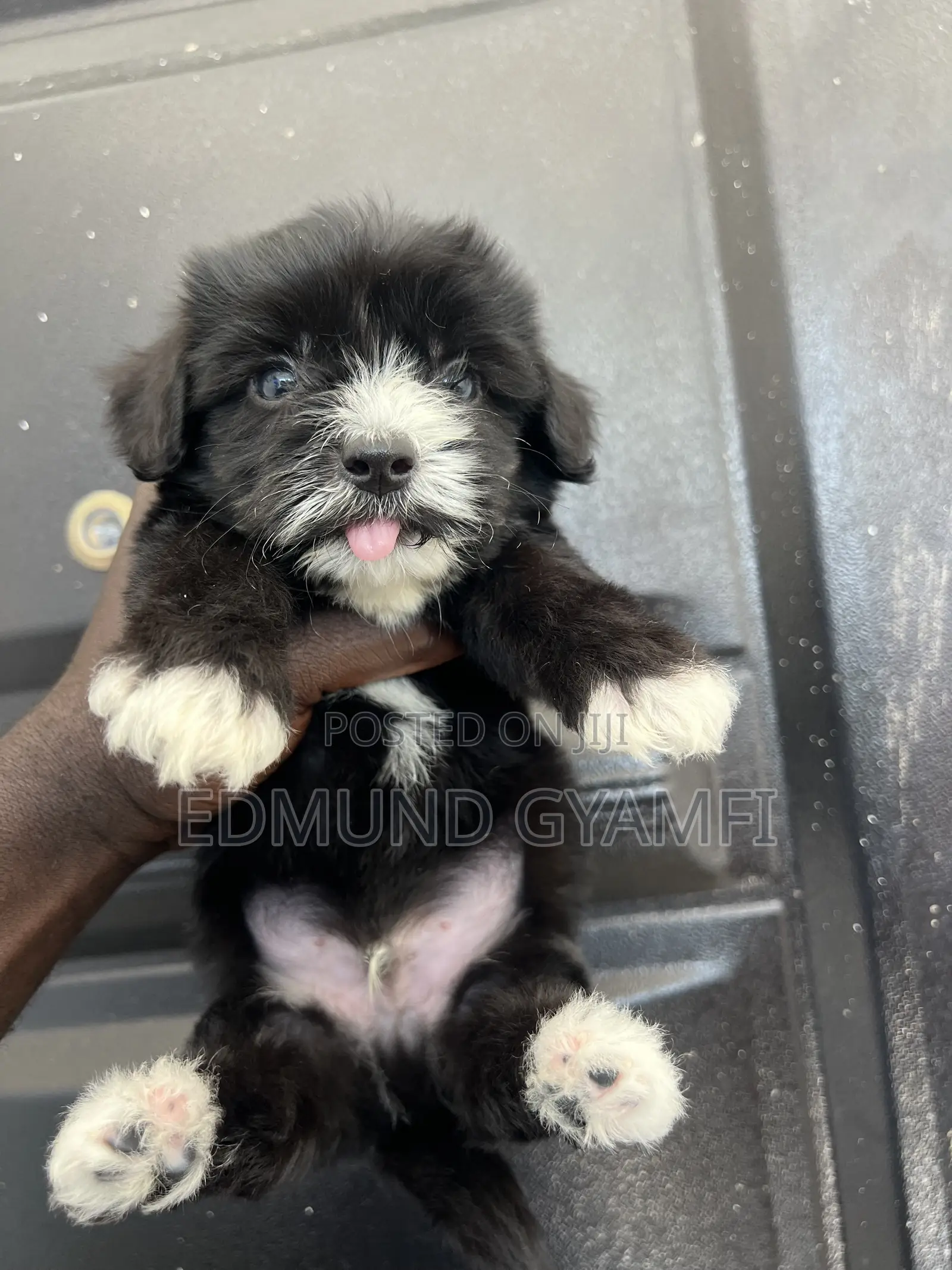1-3 months Male Purebred Maltipoo
