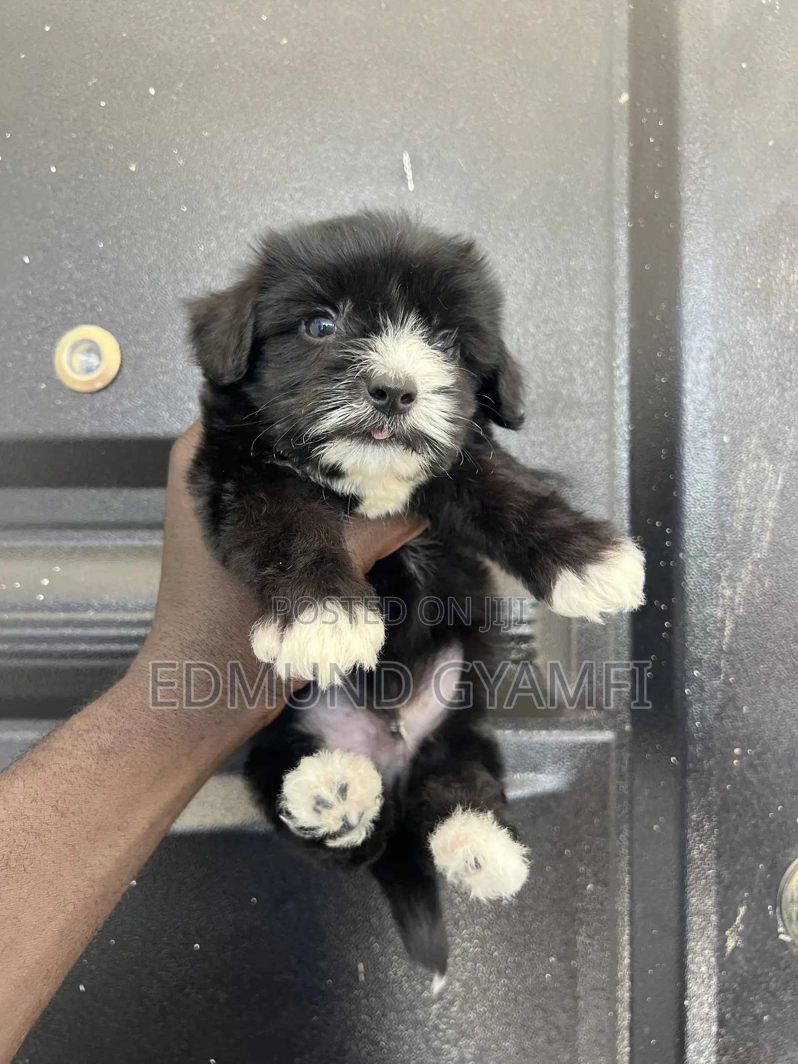 1-3 months Male Purebred Maltipoo