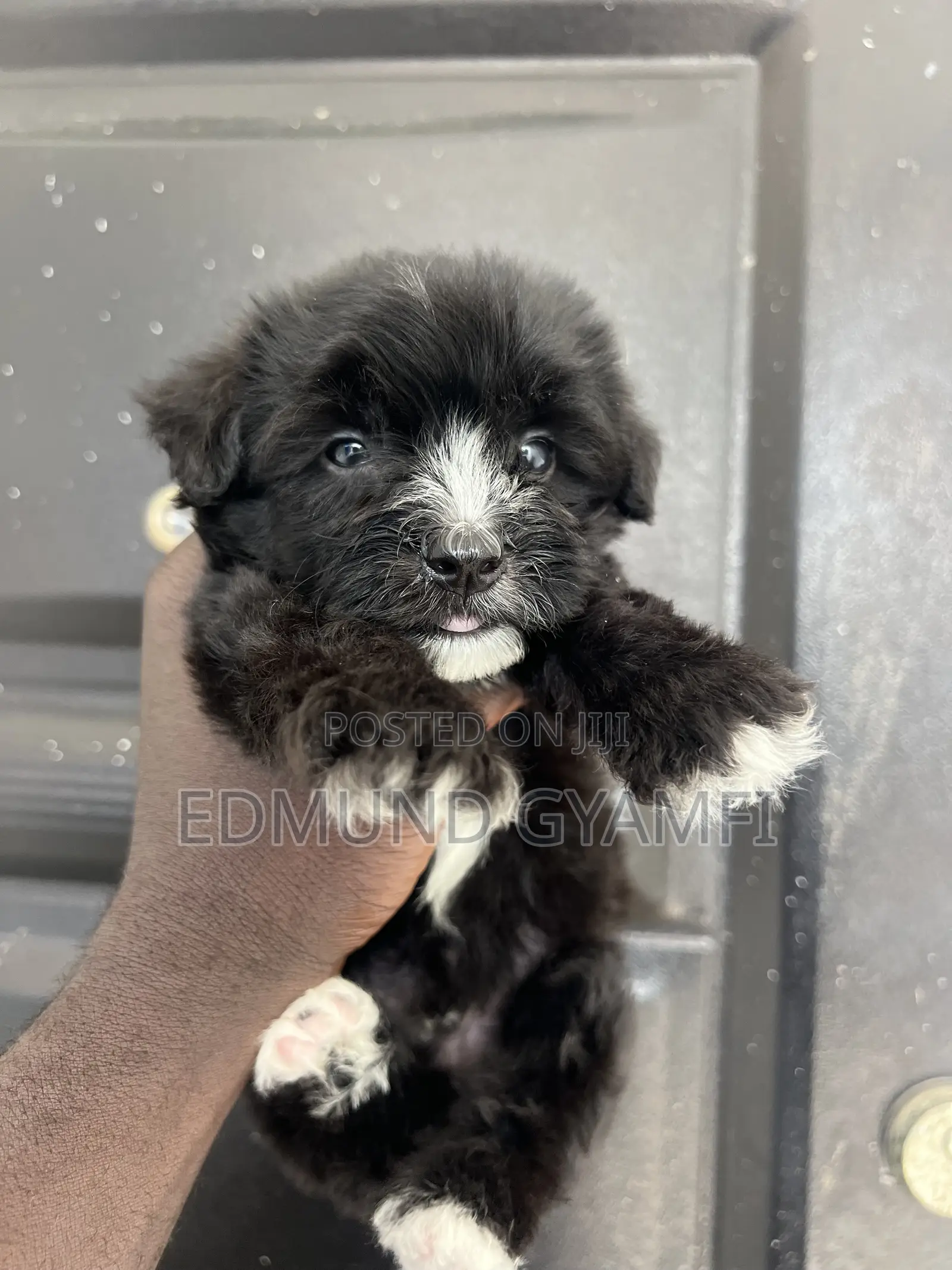 1-3 months Male Purebred Maltipoo