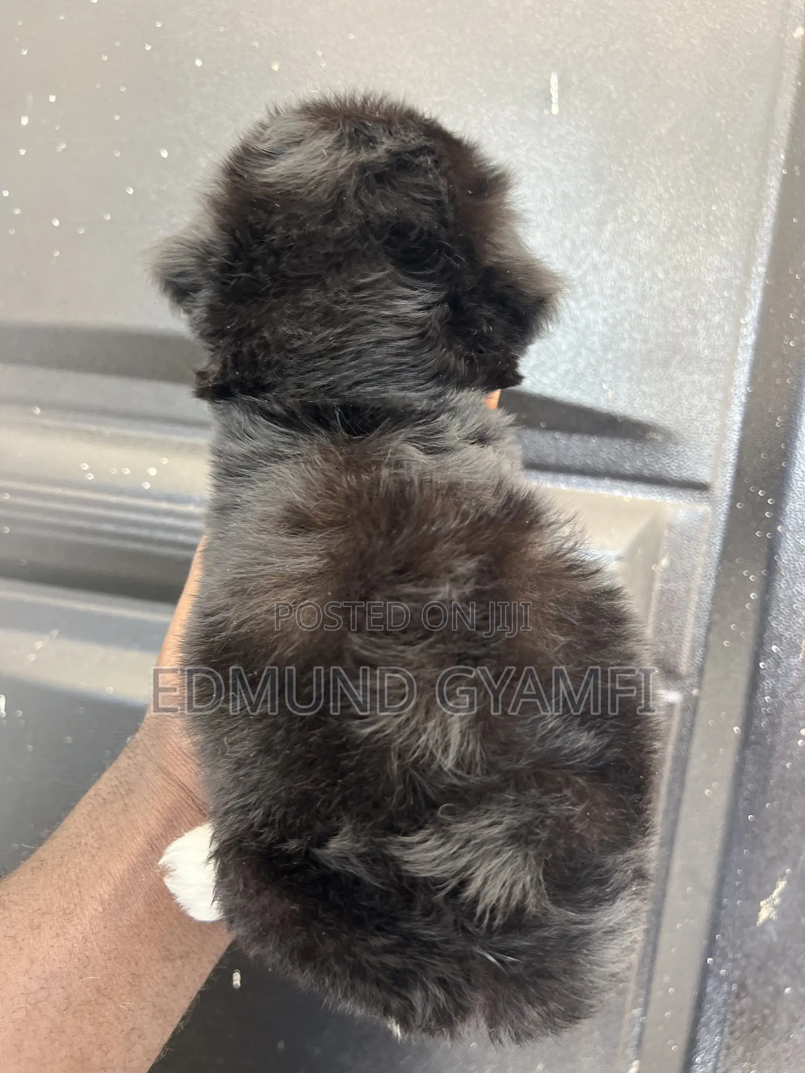 1-3 months Male Purebred Maltipoo