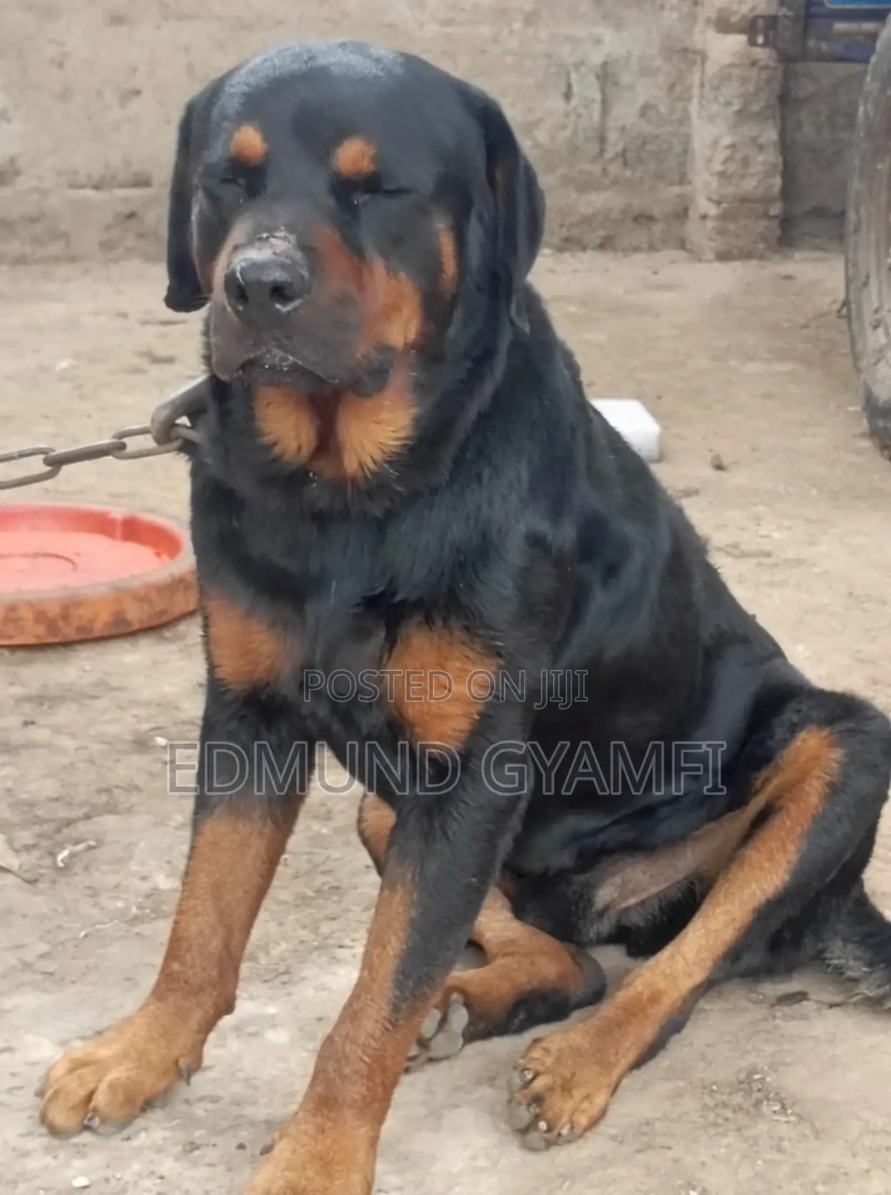 6-12 months Male Purebred Rottweiler