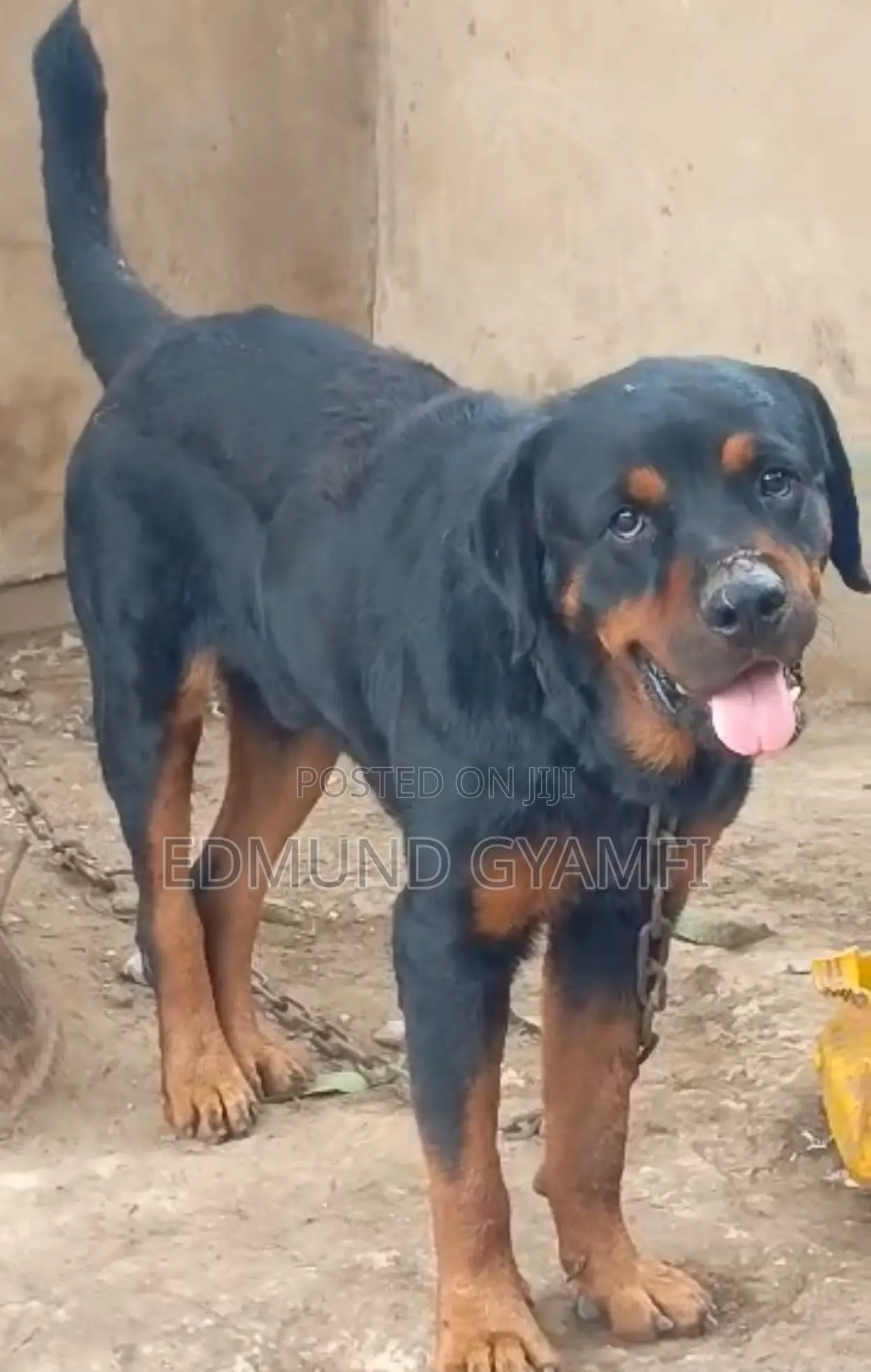 6-12 months Male Purebred Rottweiler