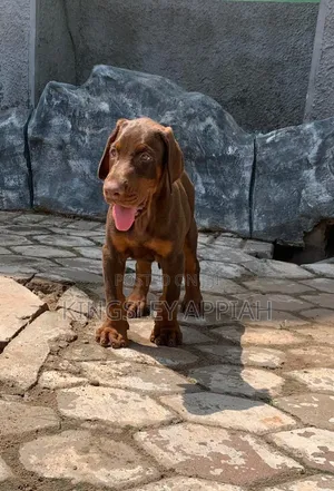 1-3 months Male Purebred Doberman Pinscher