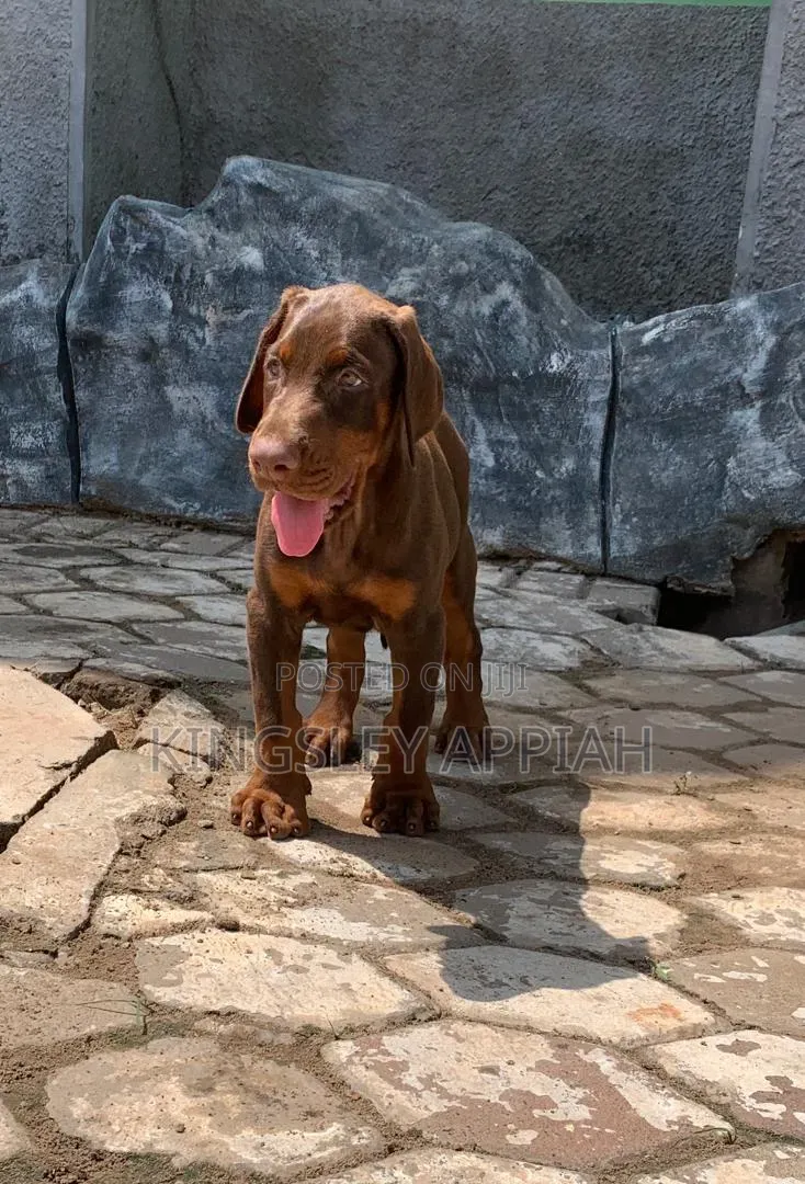 1-3 months Male Purebred Doberman Pinscher