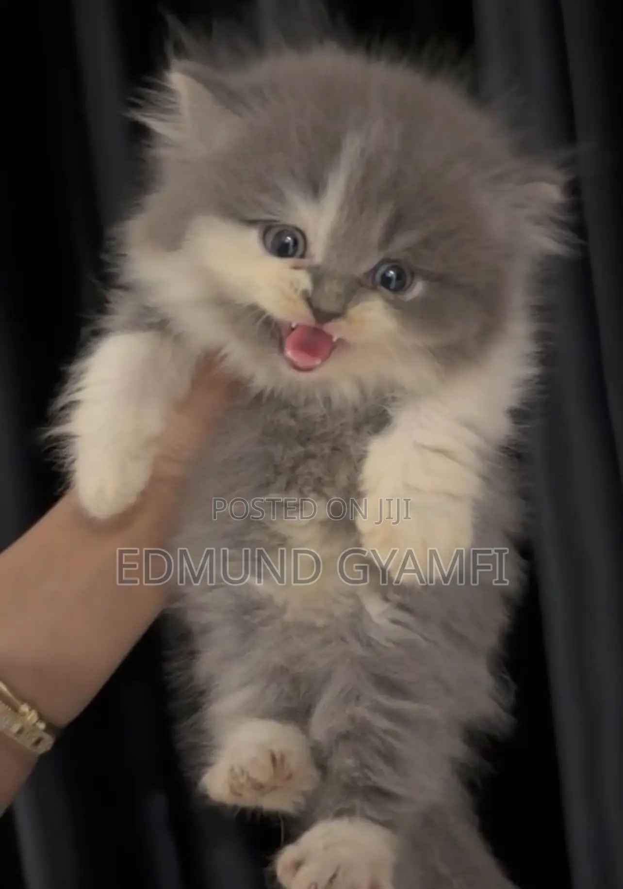 1-3 months Female Purebred Persian