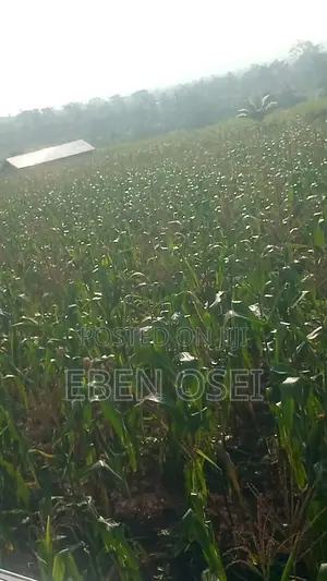 Land for Sale at Adeiso Right Behind Kasapreko Factory