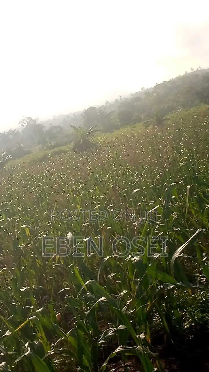 Land for Sale at Adeiso Right Behind Kasapreko Factory
