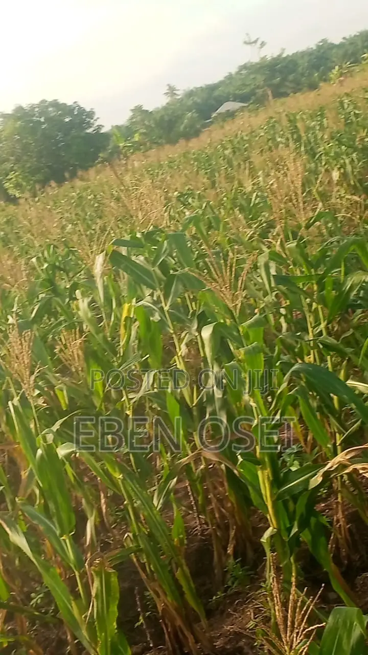 Land for Sale at Adeiso Right Behind Kasapreko Factory