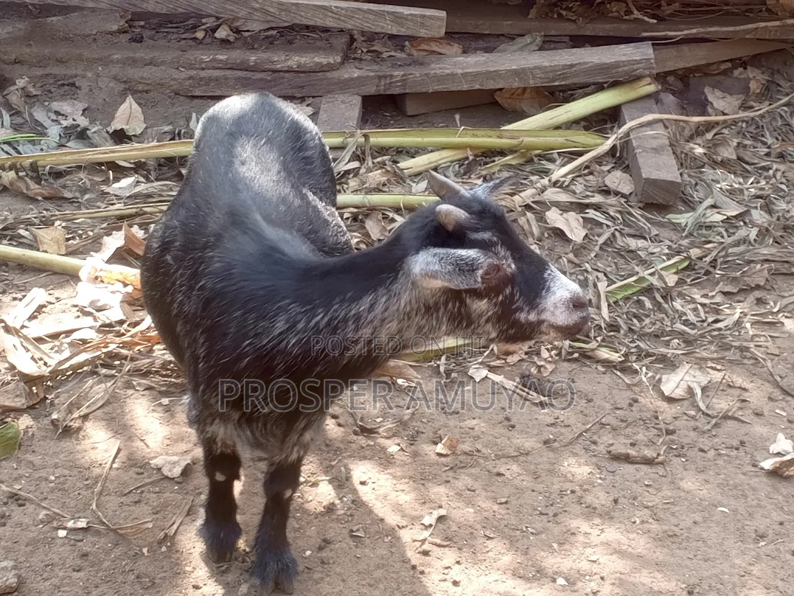 Farm Animal