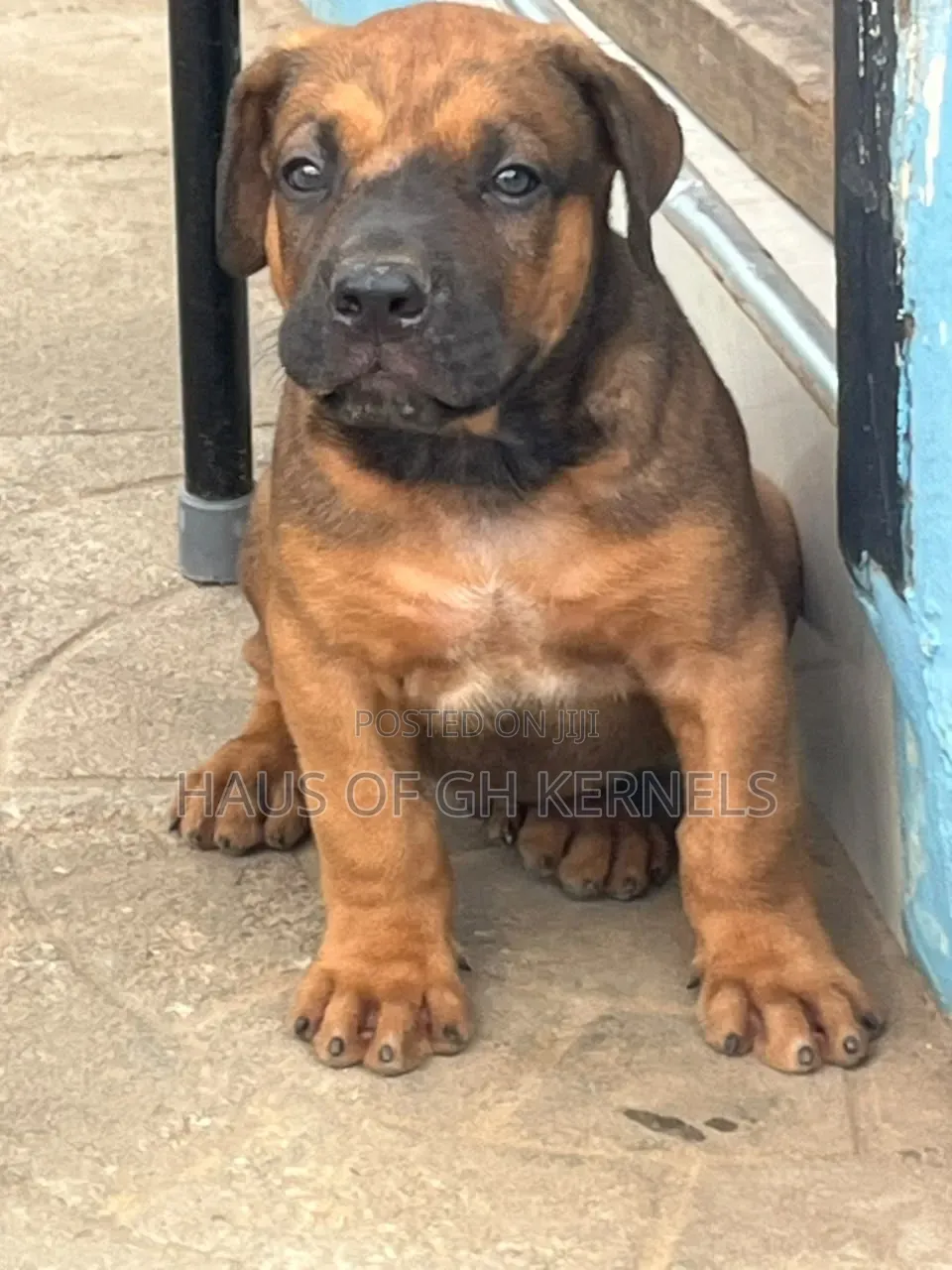 1-3 months Male Purebred Boerboel