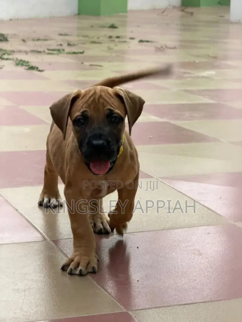 1-3 months Female Purebred Boerboel