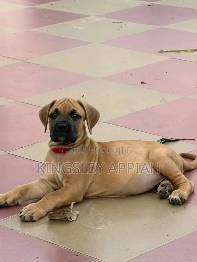 1-3 months Female Purebred Boerboel
