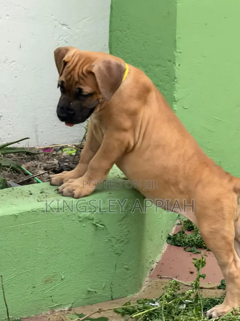 1-3 months Female Purebred Boerboel