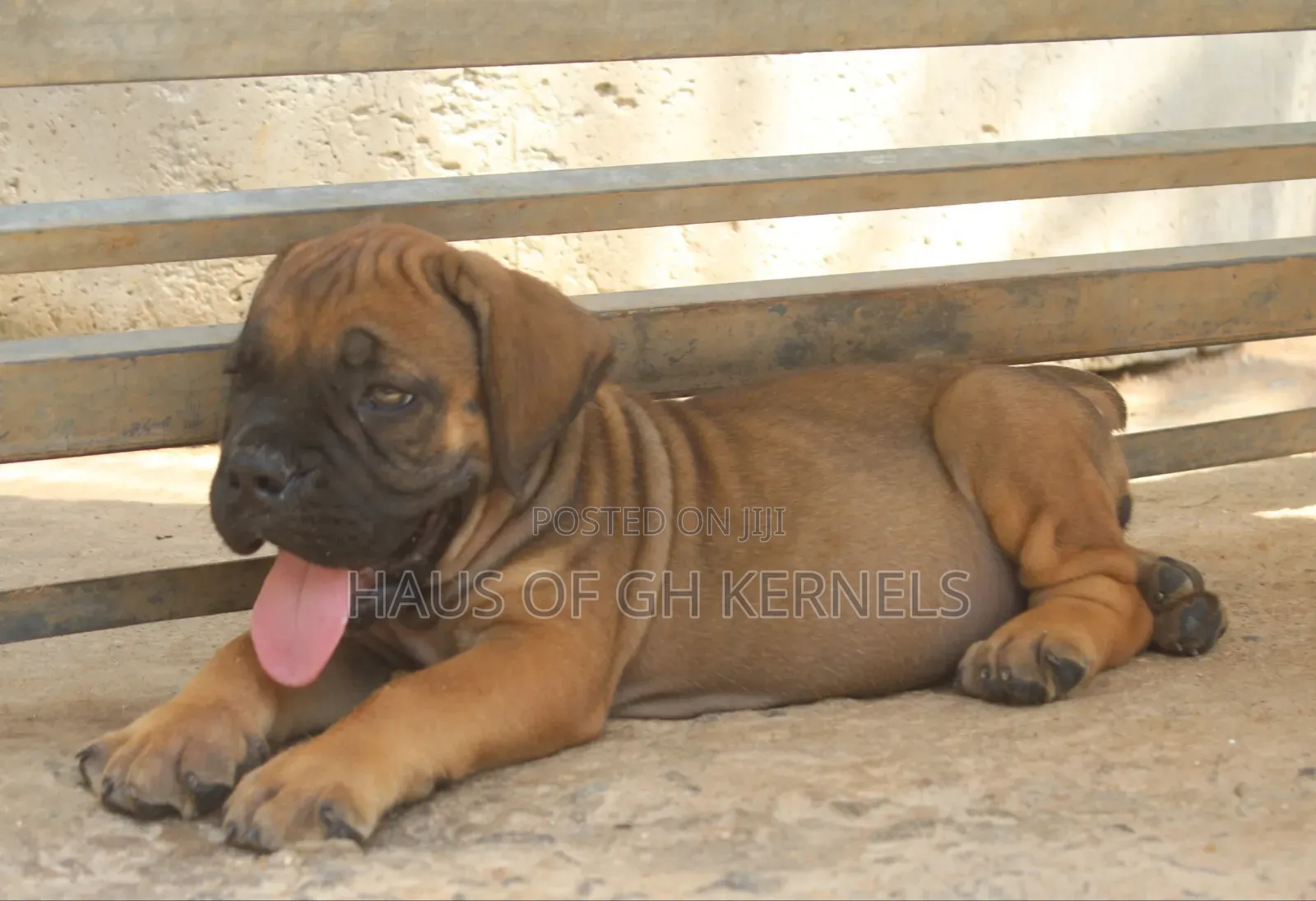 1-3 months Female Purebred Boerboel