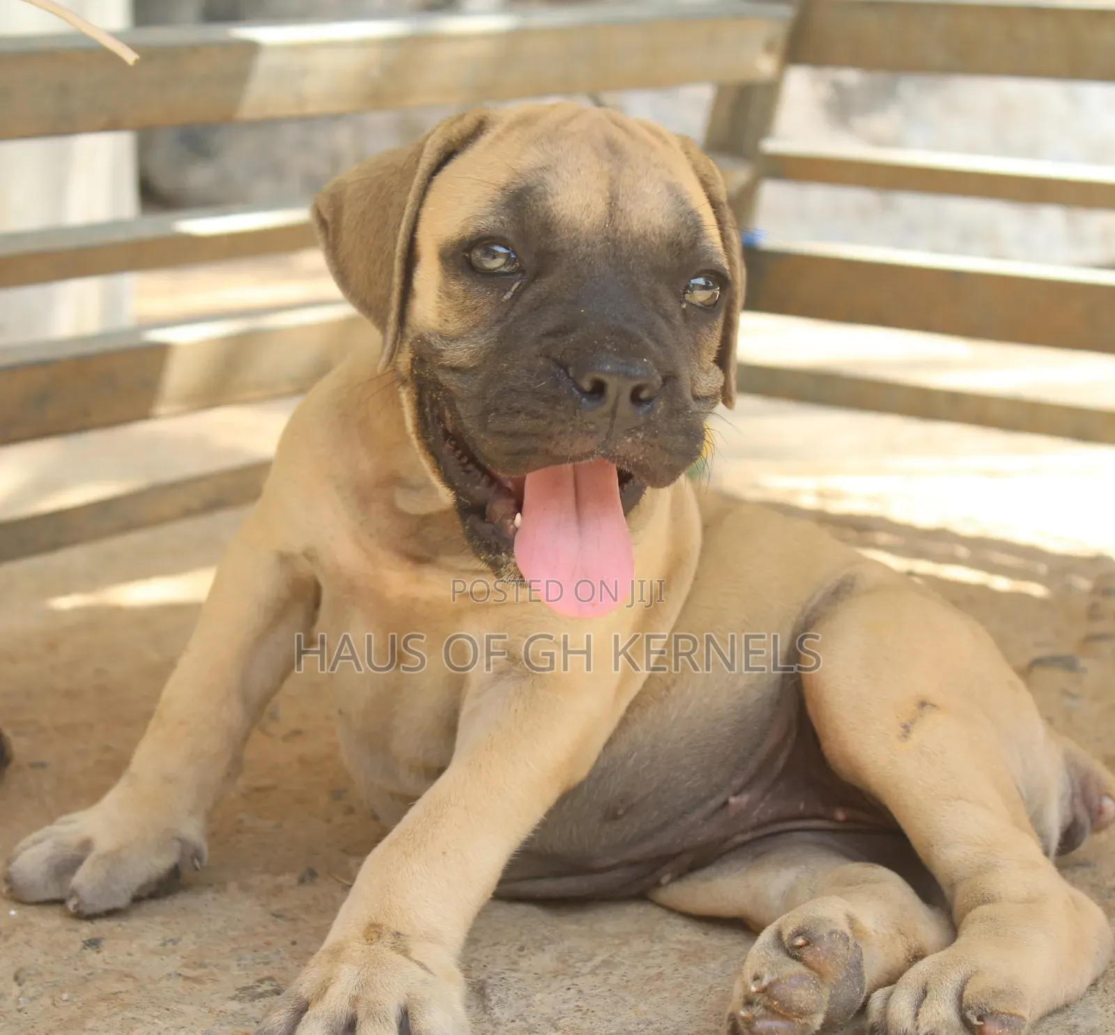 1-3 months Female Purebred Boerboel