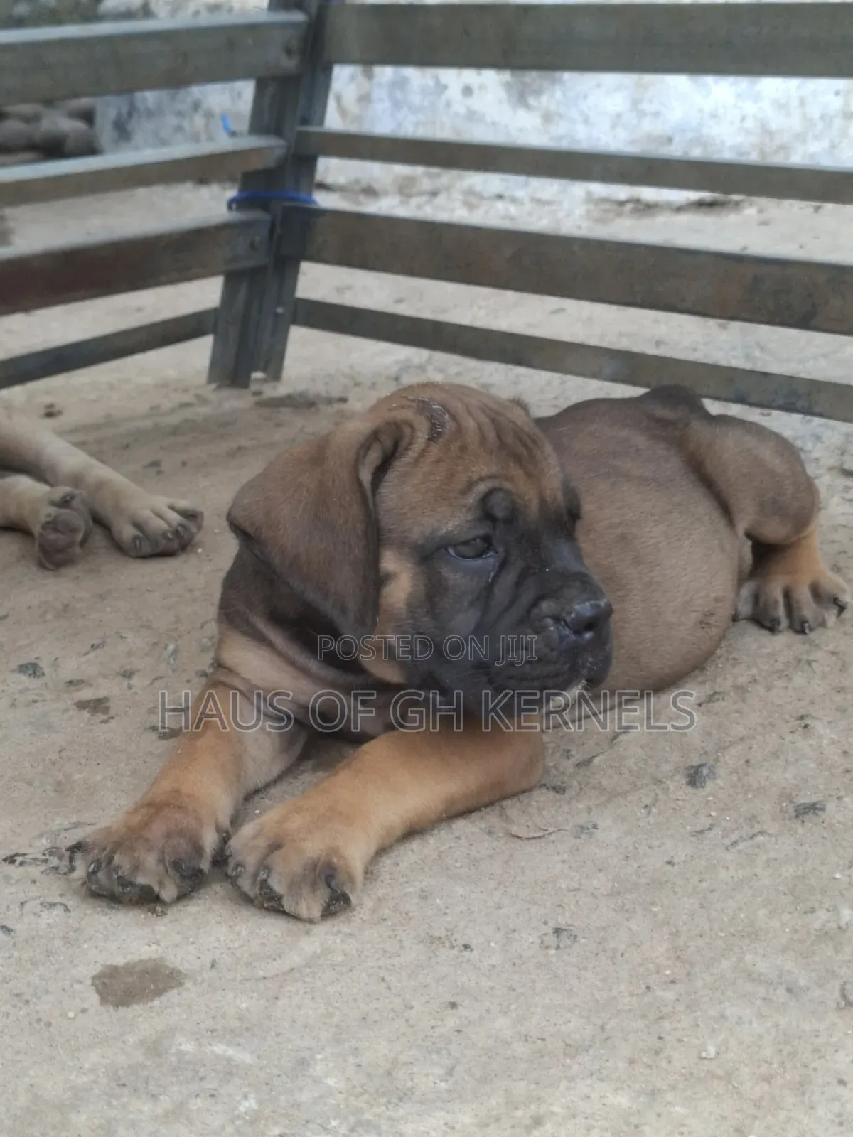 1-3 months Female Purebred Boerboel