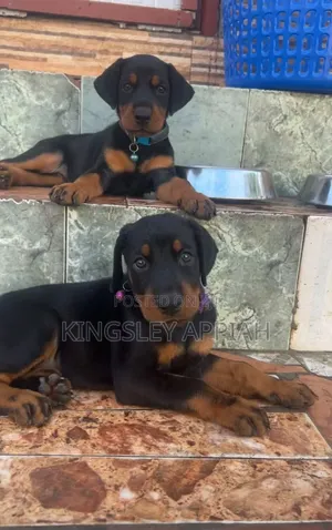 1-3 months Male Purebred Doberman Pinscher