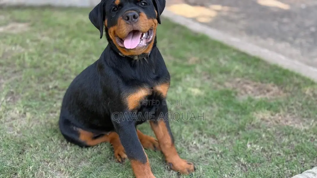 3-6 months Female Purebred Rottweiler