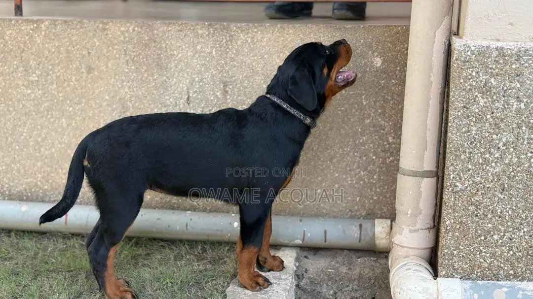 3-6 months Female Purebred Rottweiler