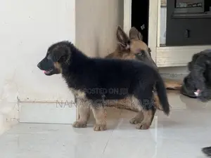 1-3 months Male Purebred German Shepherd