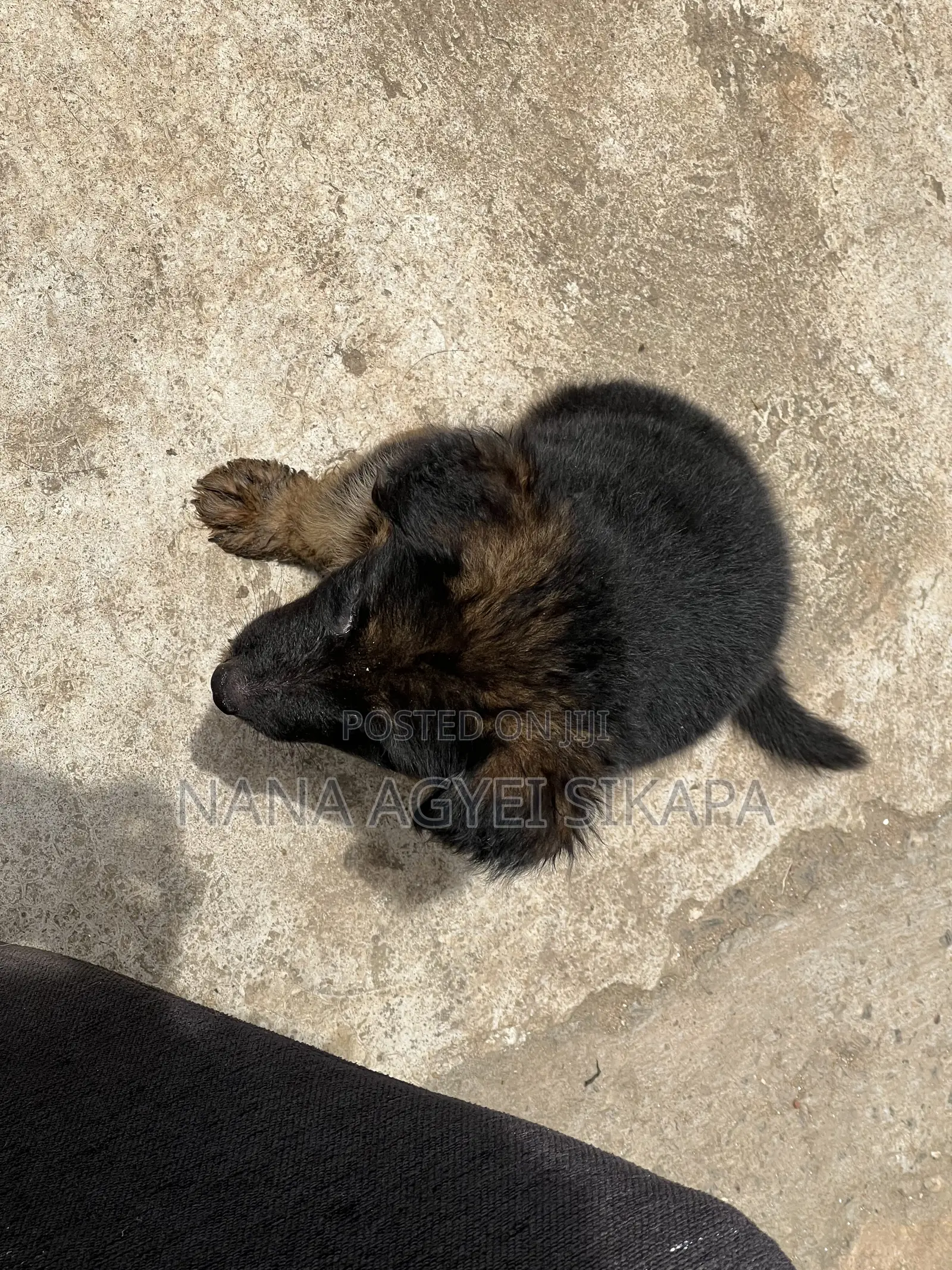1-3 months Male Purebred German Shepherd