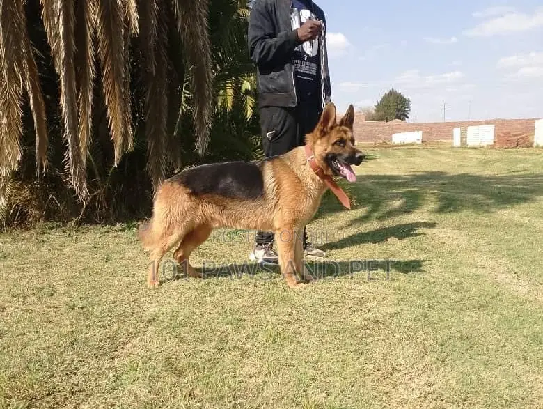 1+ year Male Purebred German Shepherd