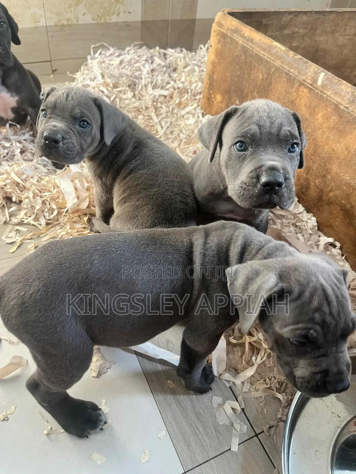 1-3 months Male Purebred Cane Corso