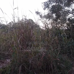 Plot of Land