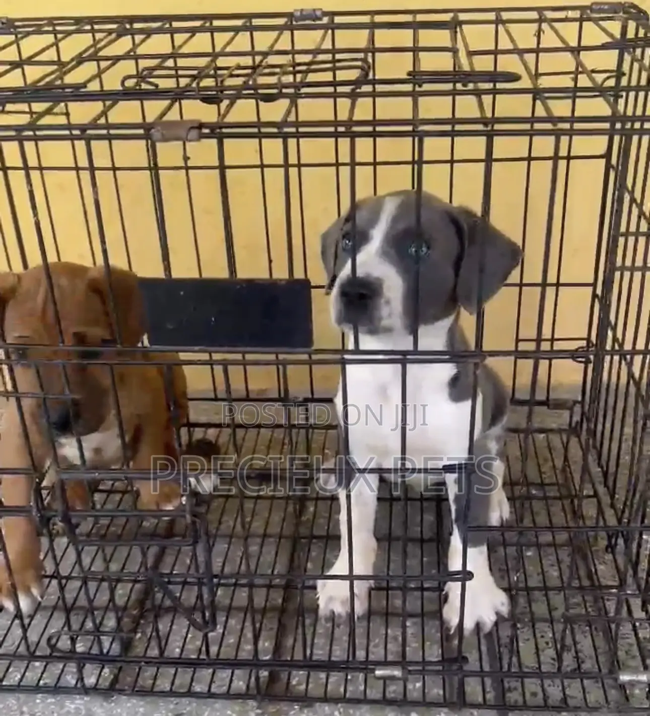 1-3 months Female Purebred American Pit Bull Terrier