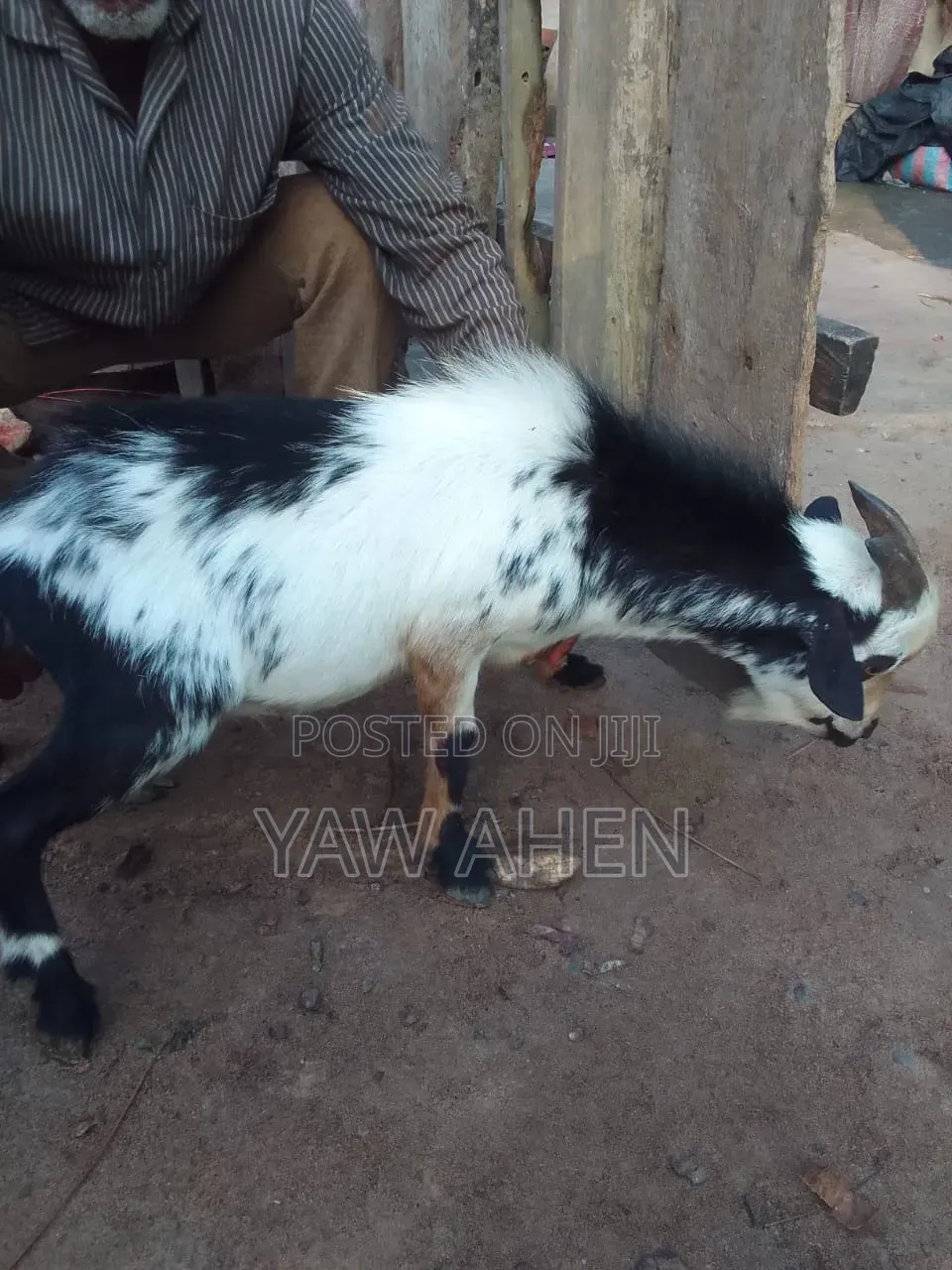 Goat for Sell
