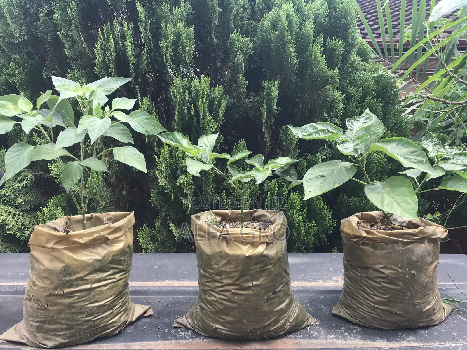 Pepper Plant