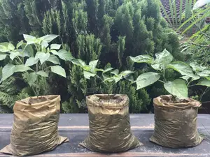 Pepper Plant