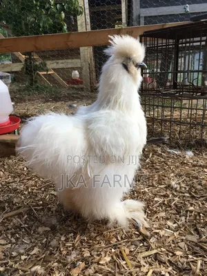 Silkie Chicken for Sale