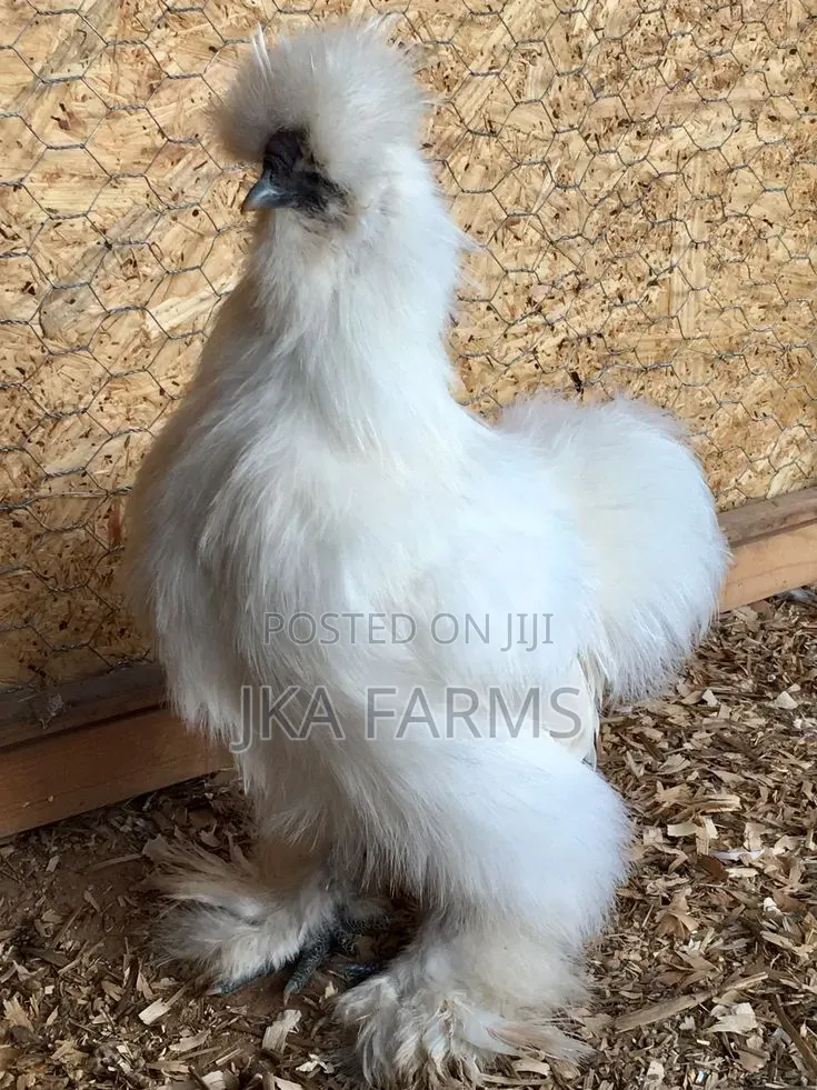 Silkie Chicken for Sale