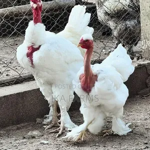 Organic Chickens for Sale