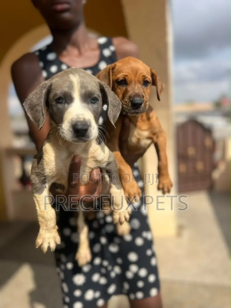 1-3 months Male Purebred American Pit Bull Terrier