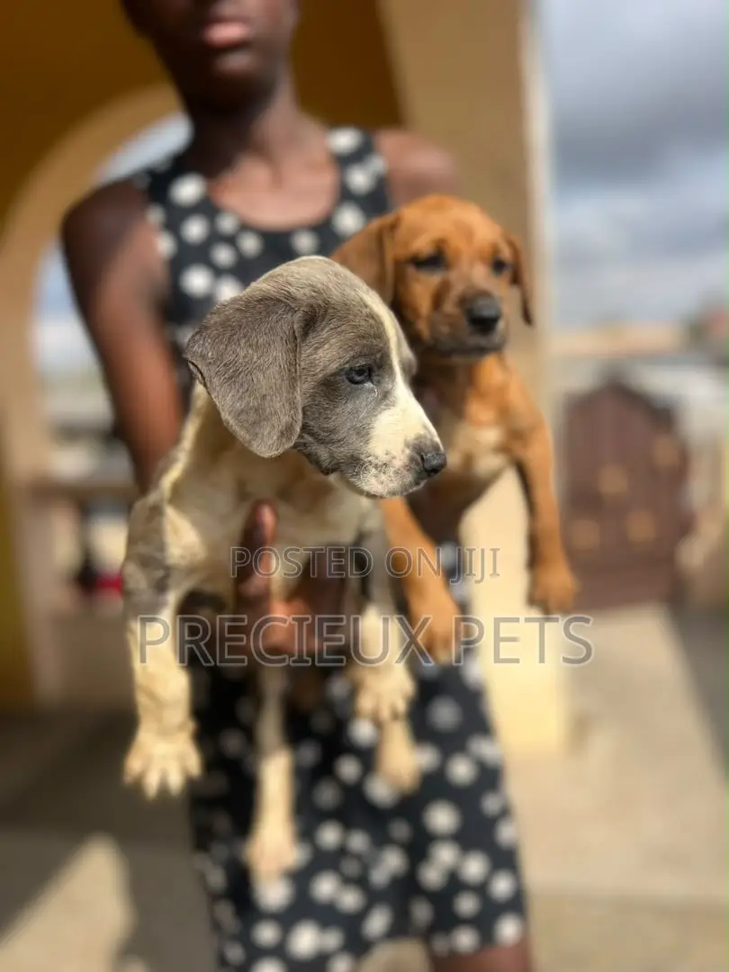 1-3 months Male Purebred American Pit Bull Terrier