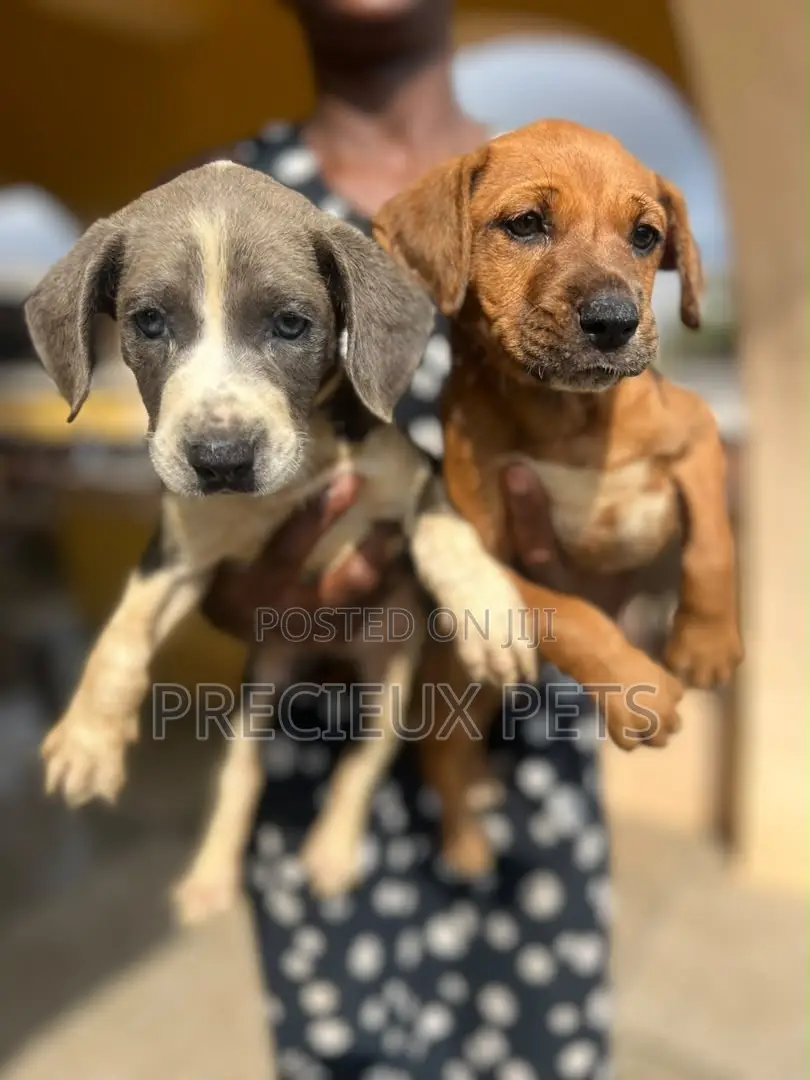 1-3 months Male Purebred American Pit Bull Terrier