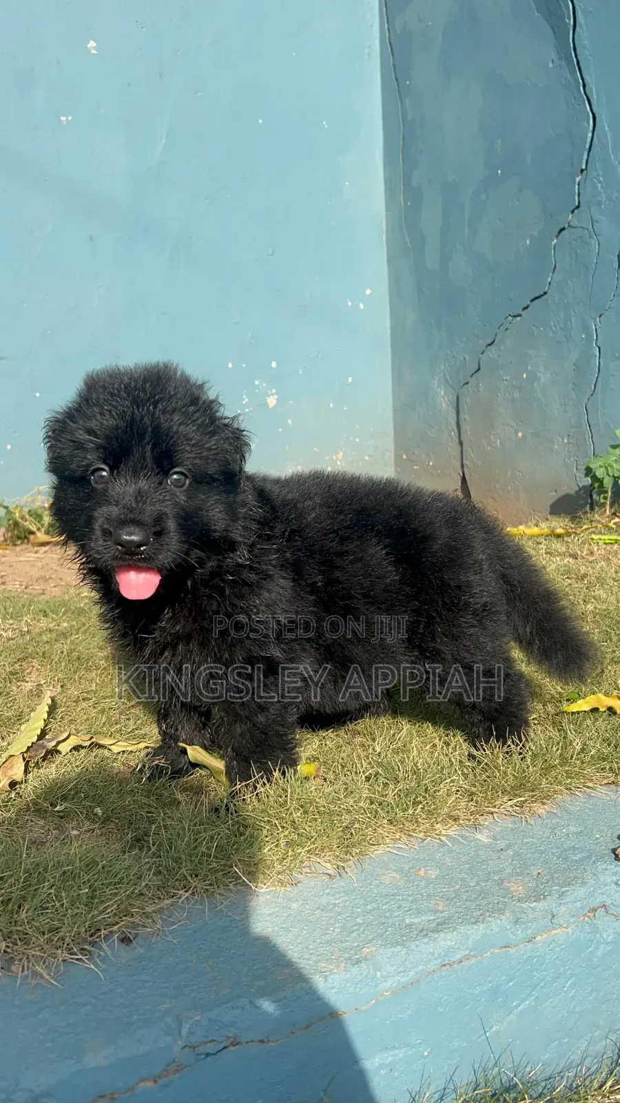 1-3 months Male Purebred German Shepherd