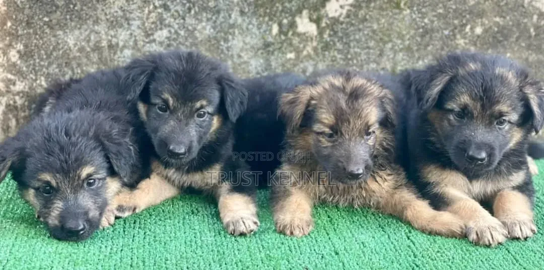 1-3 months Female Purebred German Shepherd