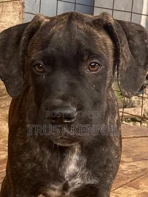 1-3 months Male Purebred Boerboel