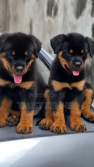 1-3 months Male Purebred Rottweiler