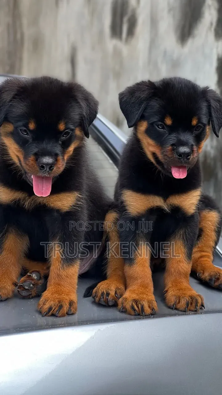1-3 months Male Purebred Rottweiler