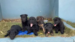 1-3 months Male Purebred German Shepherd