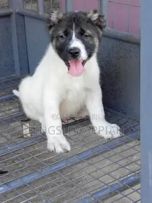 1-3 months Male Purebred Caucasian Shepherd