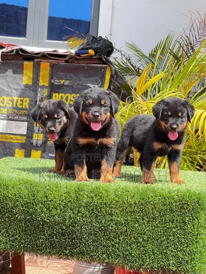 1-3 months Male Purebred Rottweiler