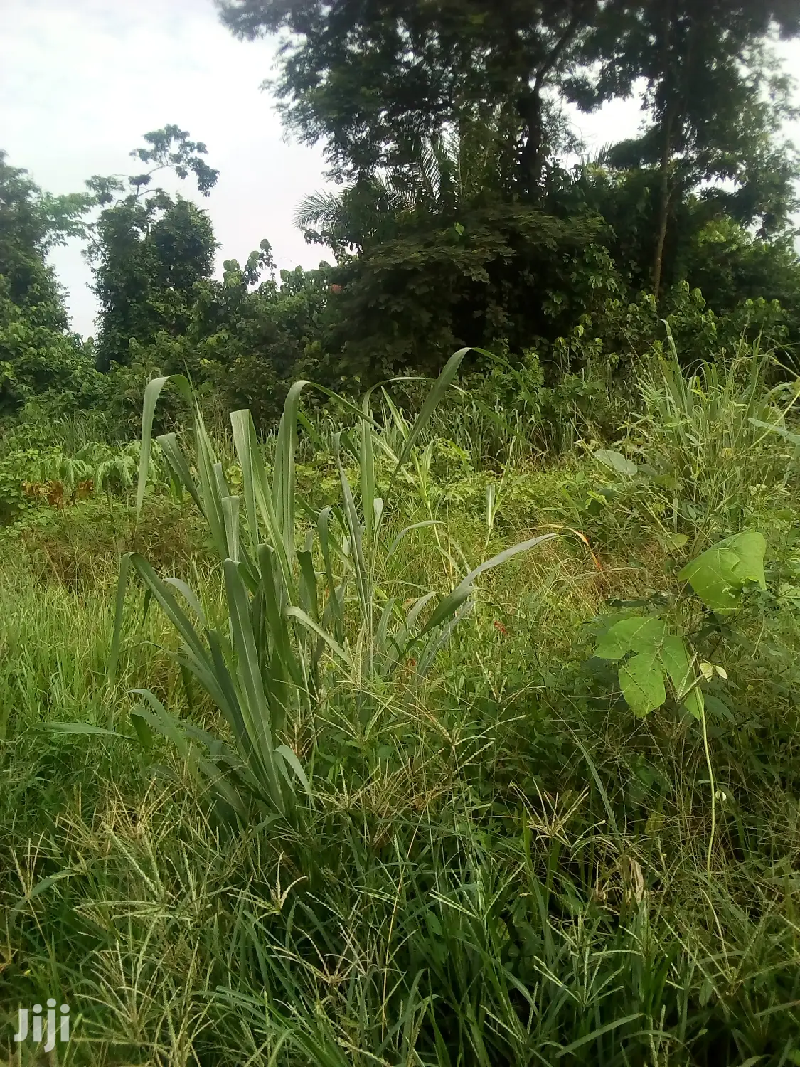 10.000 Acres Of Farm Land For Sale