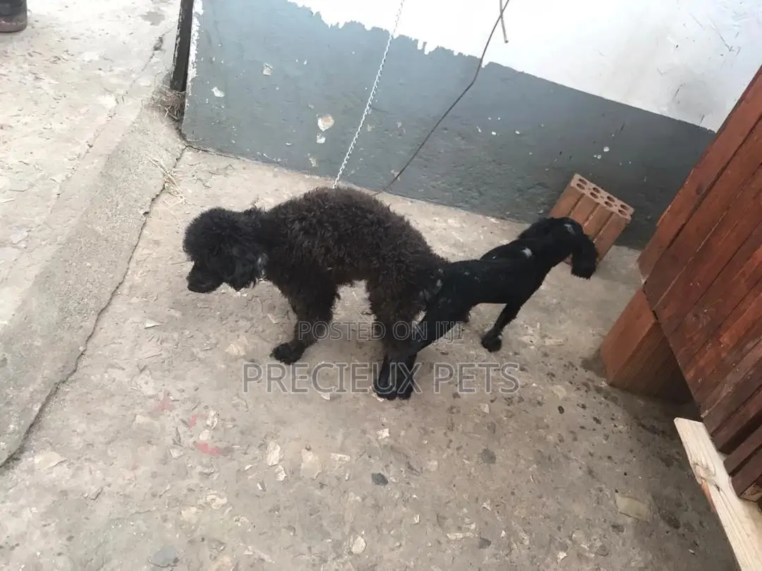 Stud Services Available For Black Poodle